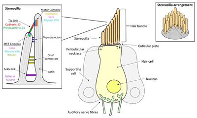 Usher Syndrome: Genetics and Molecular Links of Hearing Loss and Directions for Therapy